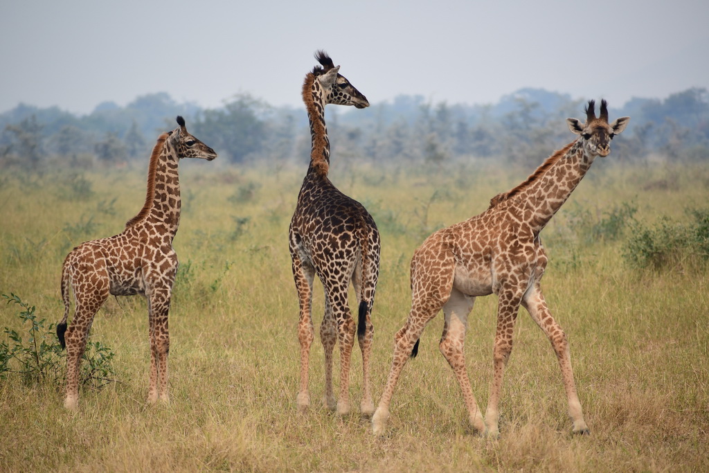 Serengeti Western Corridor